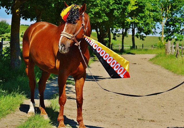 库蒂尼奥回 库蒂尼奥回